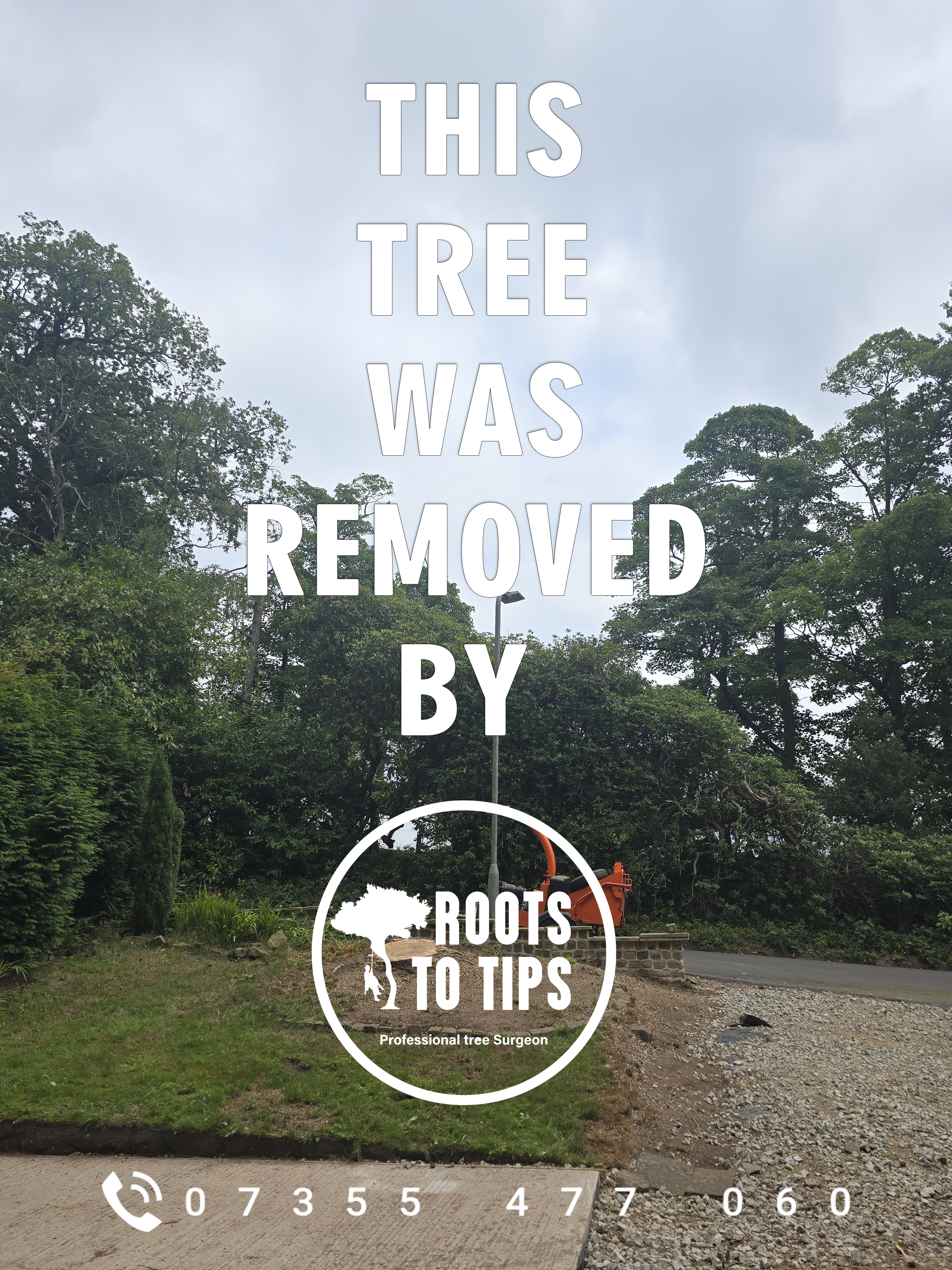 Tree surgery project 1